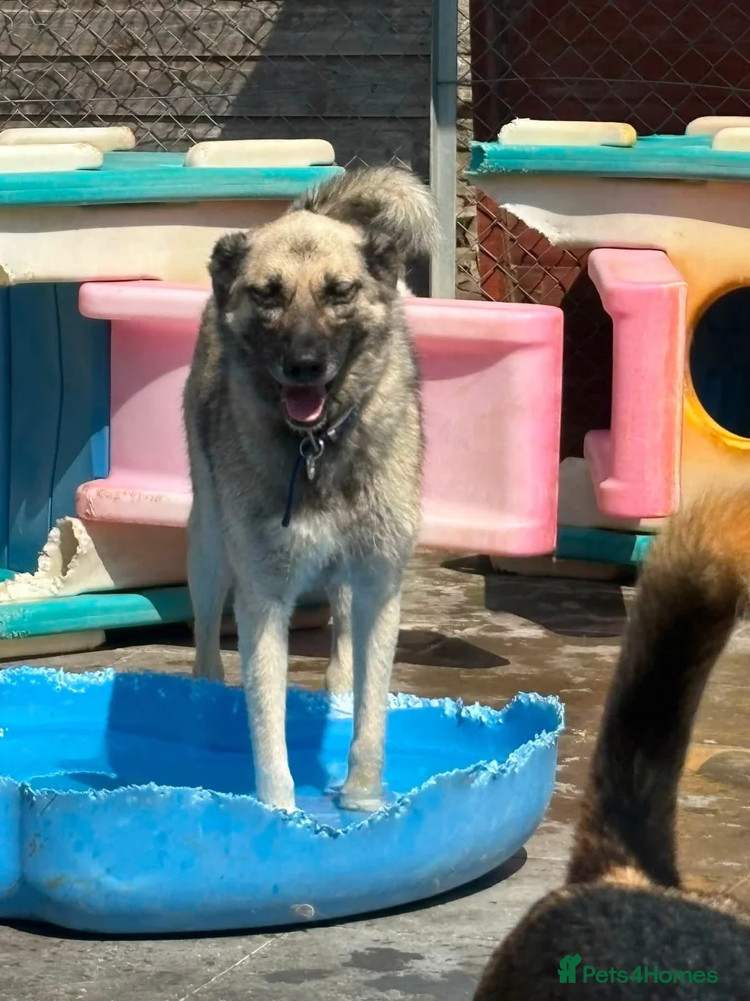 Mixed Breed dogs for adoption: Alfie - Norwich Norfolk  - Advert 1