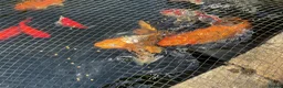 Koi Carp fish for sale: Koi carp in Horsham - Advert 2