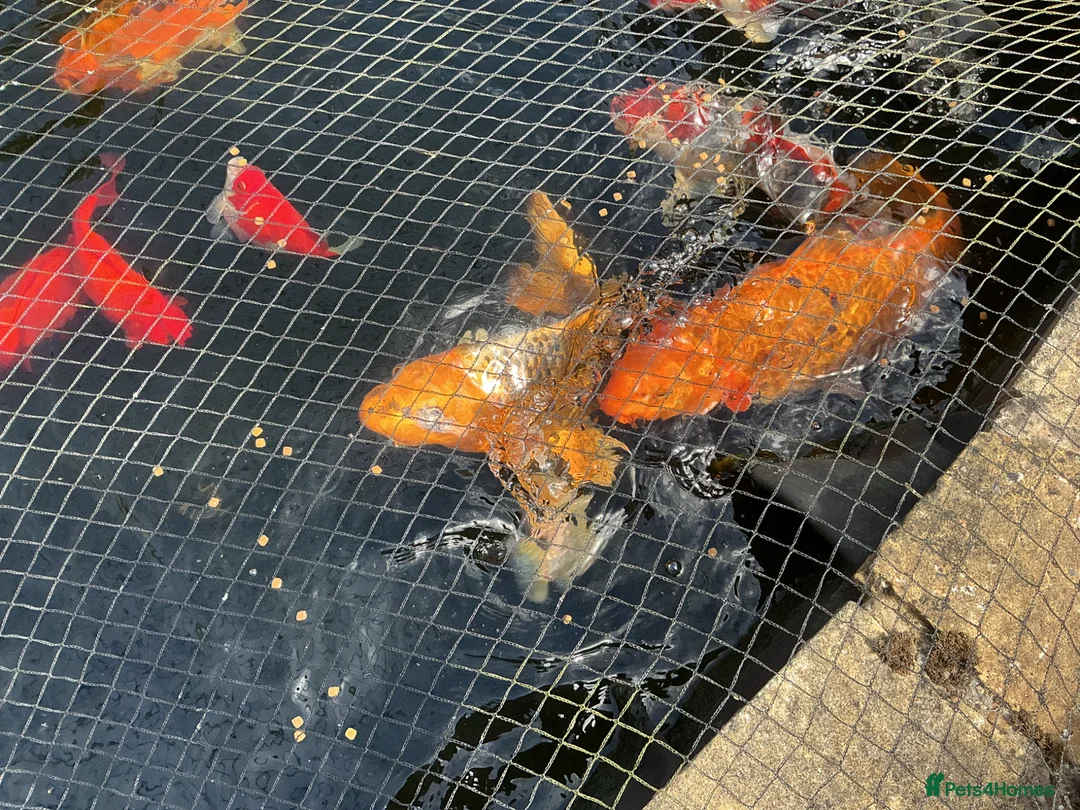 Koi Carp fish for sale: Koi carp in Horsham - Advert 2