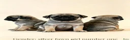 Pug dogs for sale: Rare coloured pug pups for sale  - Advert 3