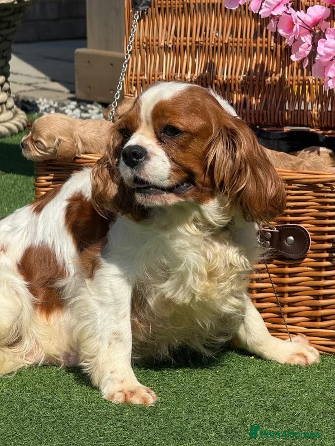 Cavapoo dogs for sale: 🧡💚 first generation cavapoo🧡 2 left available  - Advert 5