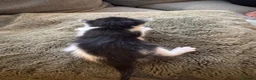Mixed Breed cats for sale: 4 kittens looking for loving homes  - Advert 9