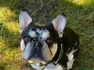 French Bulldog dogs - Advert 18