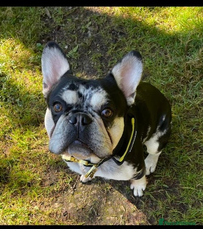 French Bulldog dogs Bruce The French Bulldog For Stud - Advert 1