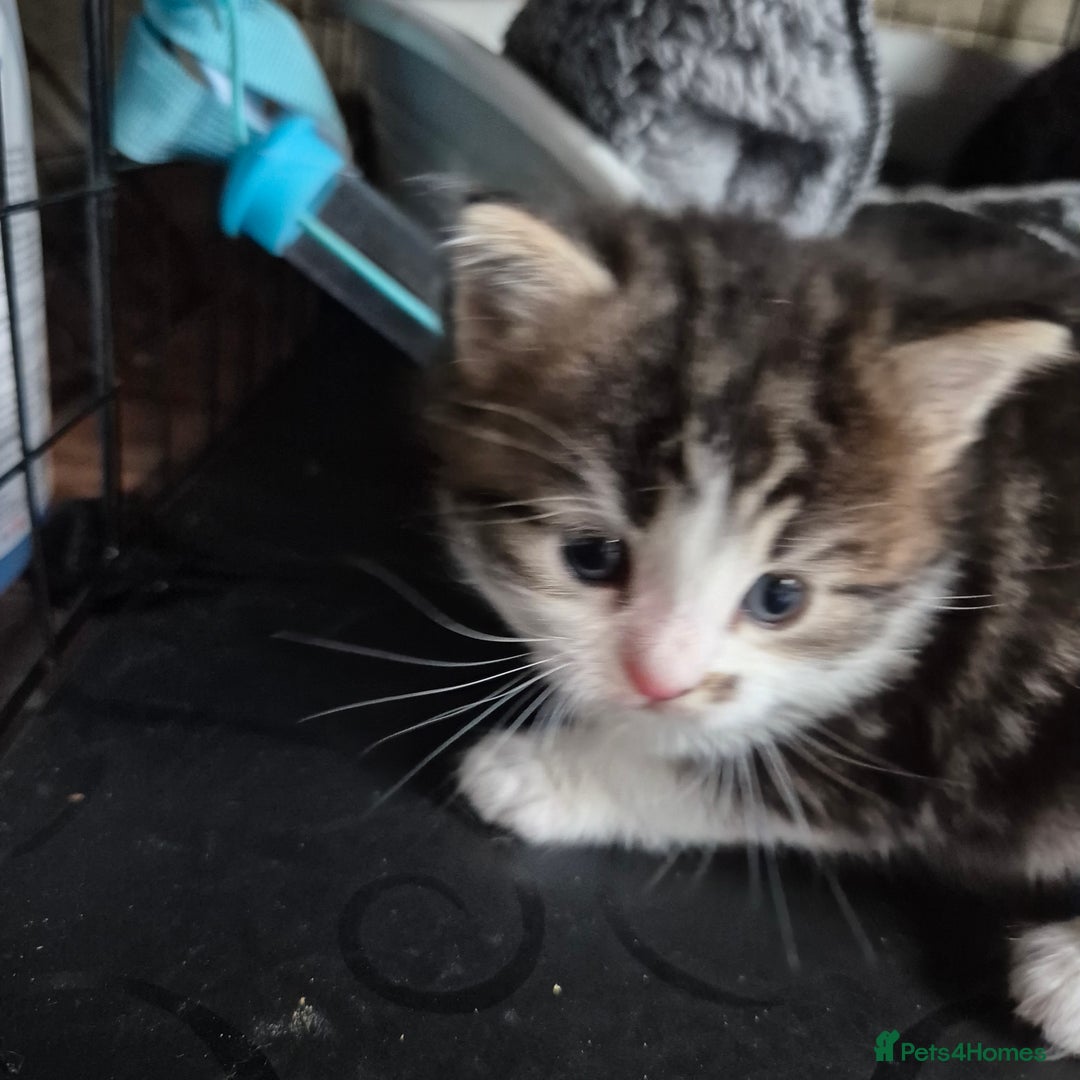 Siberian cats for sale: Beautiful Siberian x BSH kittens  - Image 10