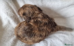 Cockapoo dogs for sale: red sable merle boy left 💜 - Image 13