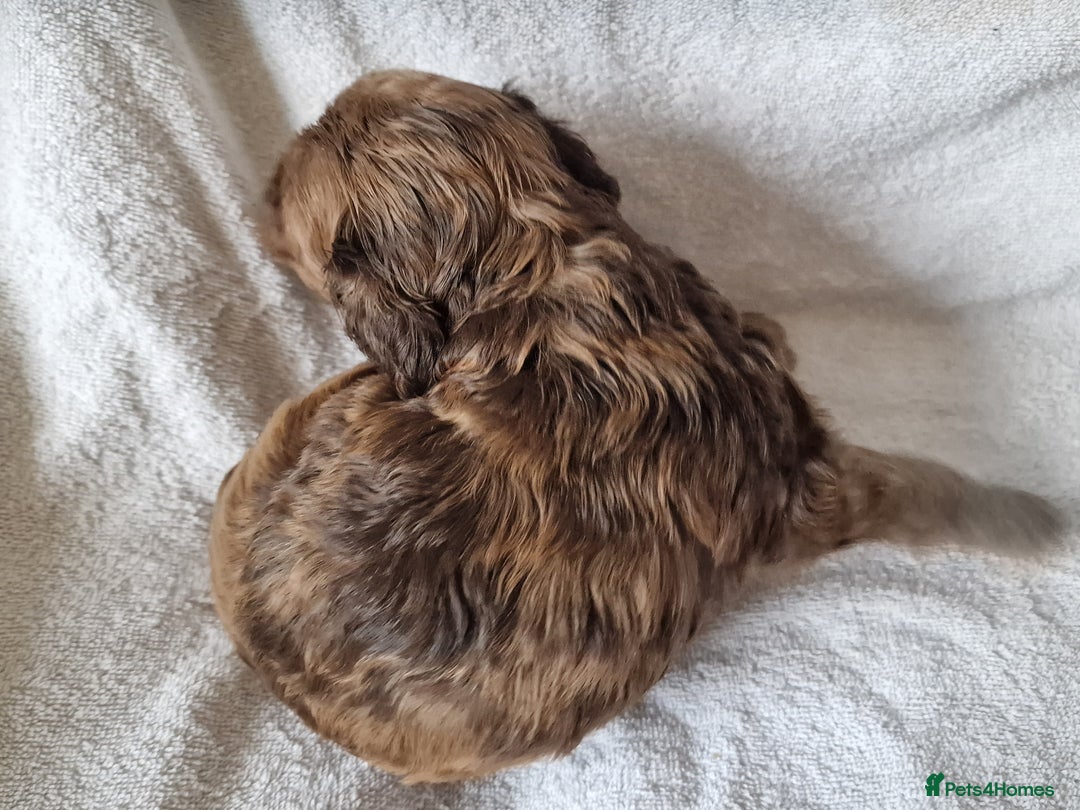 Cockapoo dogs for sale: red sable merle boy left 💜 - Image 13