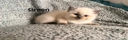 Ragdoll cats for sale: Purebred Blue Point & Blue Mitted ragdolls - Advert 18