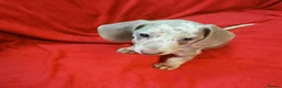 Dachshund dogs for sale: 2 stunning boys left ready to leave now 💙🩵 - Advert 3