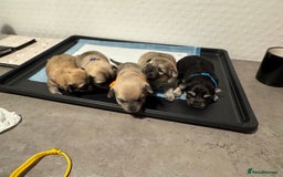 Chiweenie dogs for sale: 5 Beautiful Chiweenie Puppies - Image 1