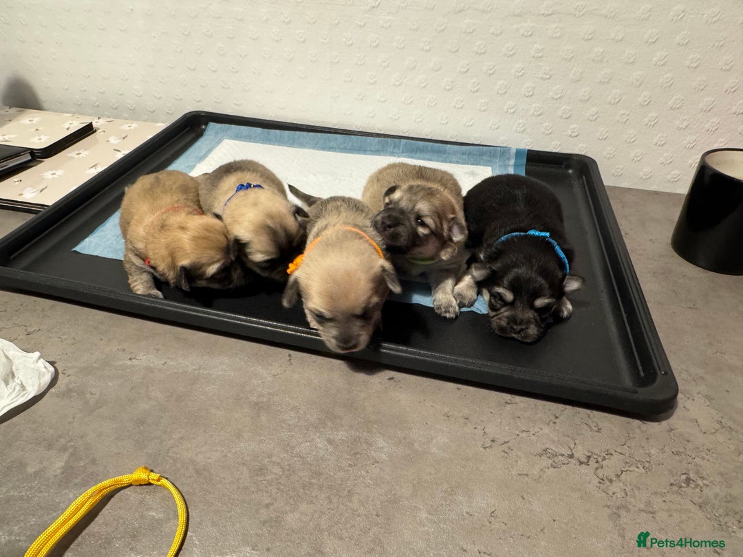 Chiweenie dogs for sale: 5 Beautiful Chiweenie Puppies - Image 1