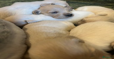 Golden Retriever dogs - Advert 13