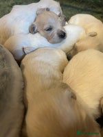 Golden Retriever dogs - Advert 1