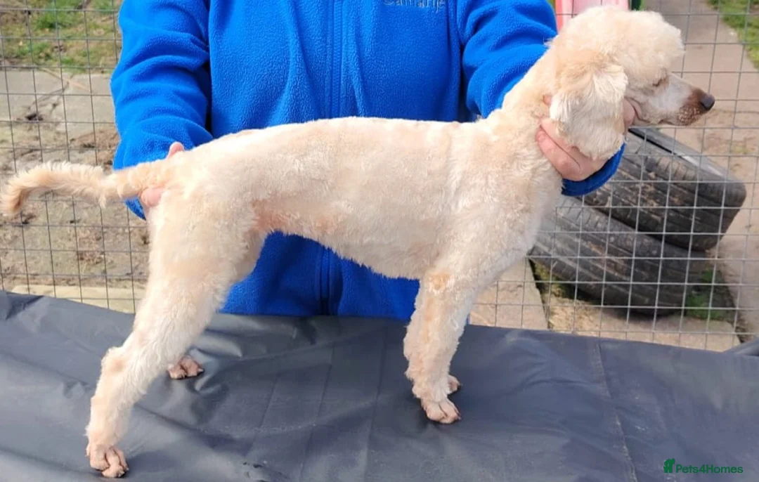 Miniature Poodle dogs for sale: Miniature Poodle - Advert 6