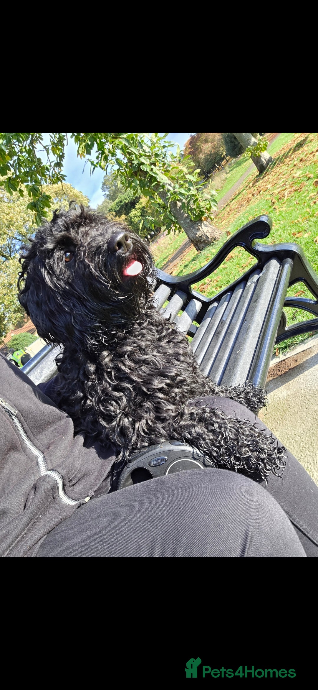 Doxiepoo dogs for sale: OZZY (daxiepoo) - Image 12