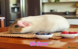 Guinea Pig rodents for sale: Guinea Pigs Boars & Sows from Show Stock Satins in Atherstone - Image 7
