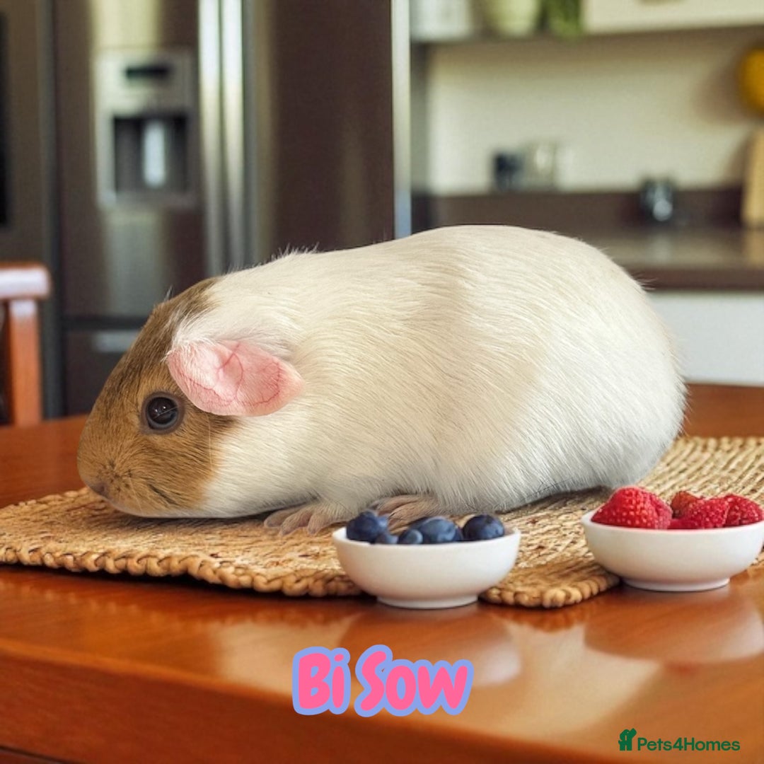 Guinea Pig rodents for sale: Guinea Pigs Boars & Sows from Show Stock Satins in Atherstone - Image 7