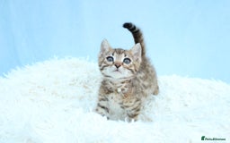 Bengal cats for sale: 🔥Stunning Bengal kittens Available🔥 - Image 11