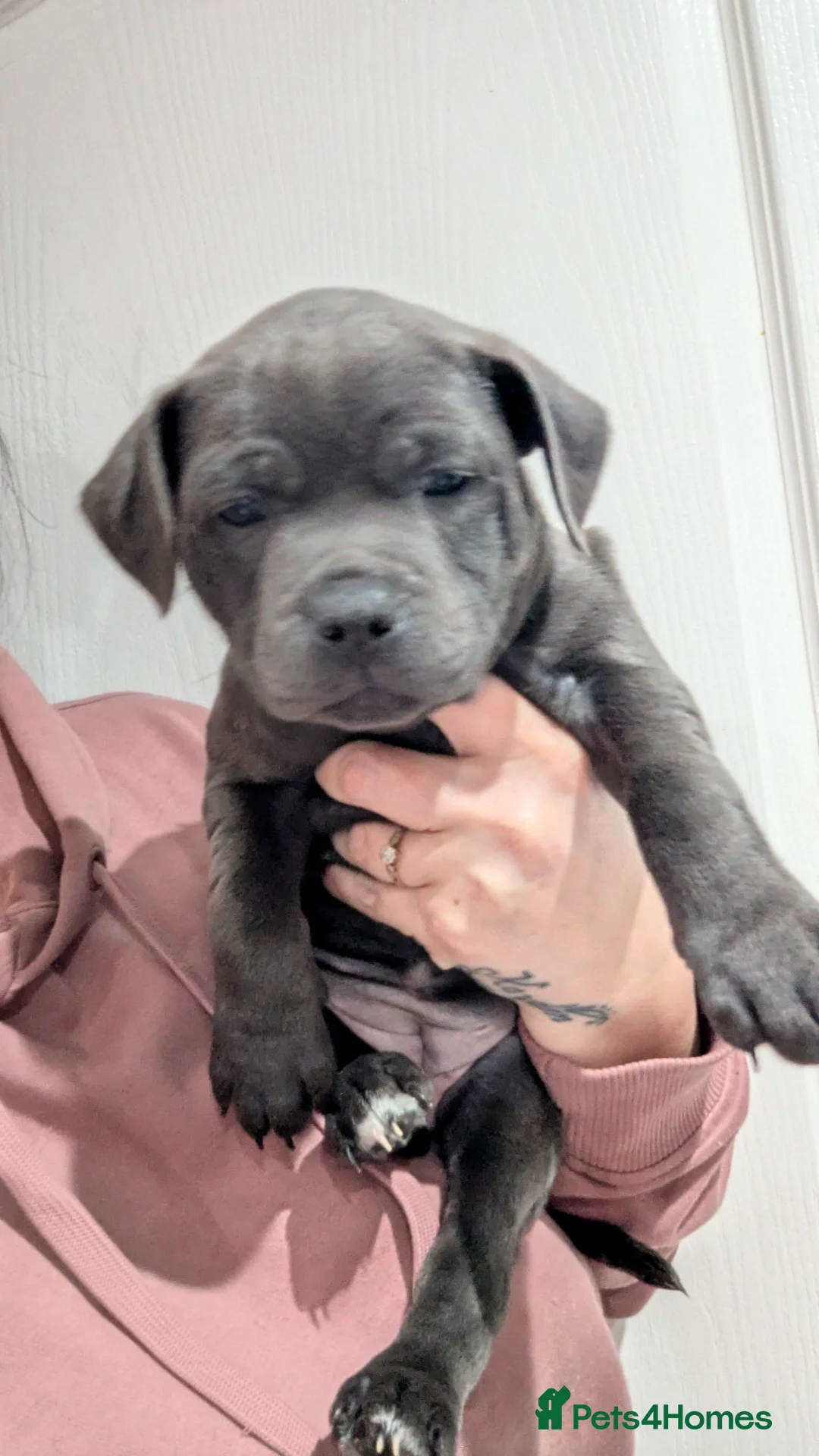 Staffordshire Bull Terrier dogs for sale: Beautiful KC reg Staffordshire bull terriers - Advert 6