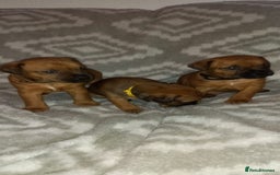 Patterdale Terrier dogs for sale: PATTERDALE TERRIER SMOOTH HAIRED MOTHER  - Image 26