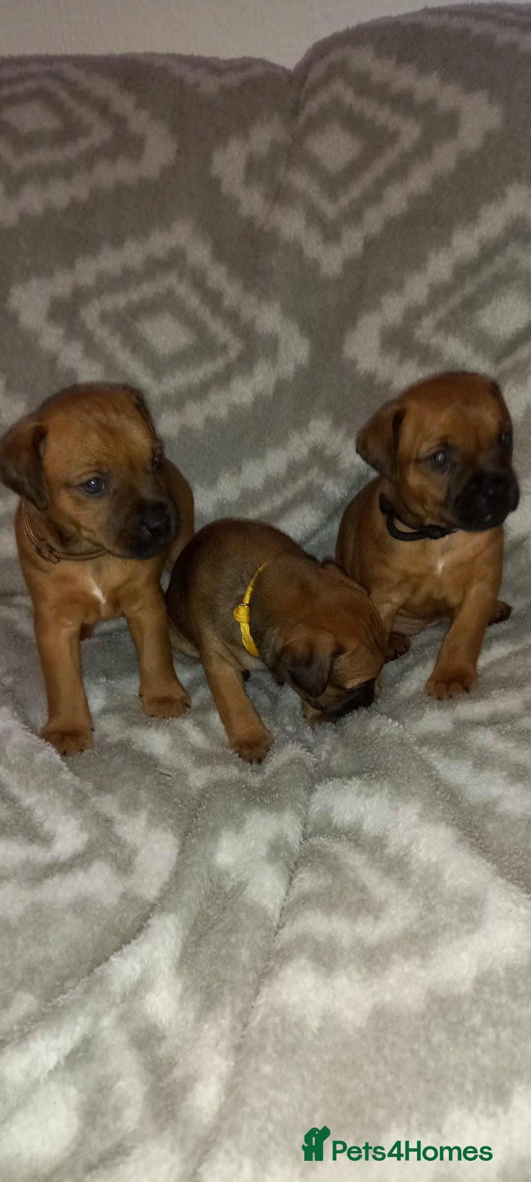 Patterdale Terrier dogs for sale: PATTERDALE TERRIER SMOOTH HAIRED MOTHER  - Image 26