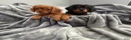 Cavalier King Charles Spaniel dogs for sale: KC REG EXTENSIVELY HEALTH TESTED CAV BABIES  - Advert 4