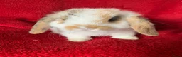 Mini Lop rabbits for sale: Adorable Pure Mini Lop Rabbit - Advert 6