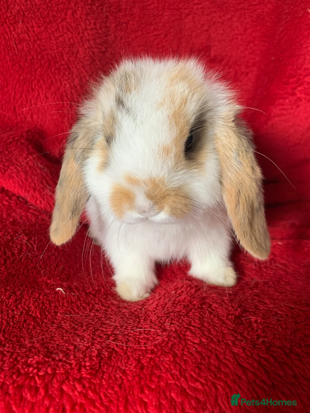 Mini Lop rabbits for sale: Adorable Pure Mini Lop Rabbit - Advert 6