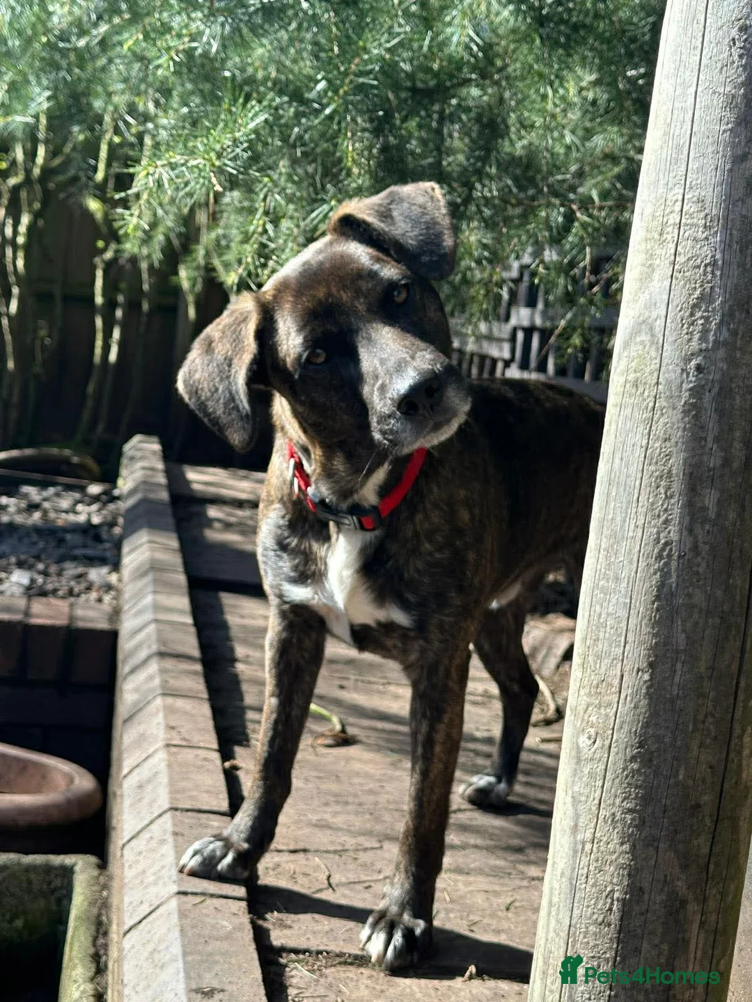 Mixed Breed dogs for adoption: Daniel is looking for his forever home in Atherstone - Advert 2