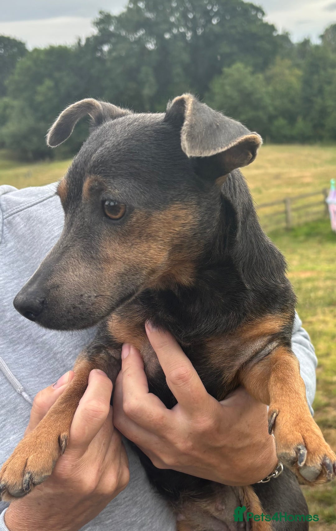 Jack Russell dogs for sale: Blue female Jack russle  - Image 1