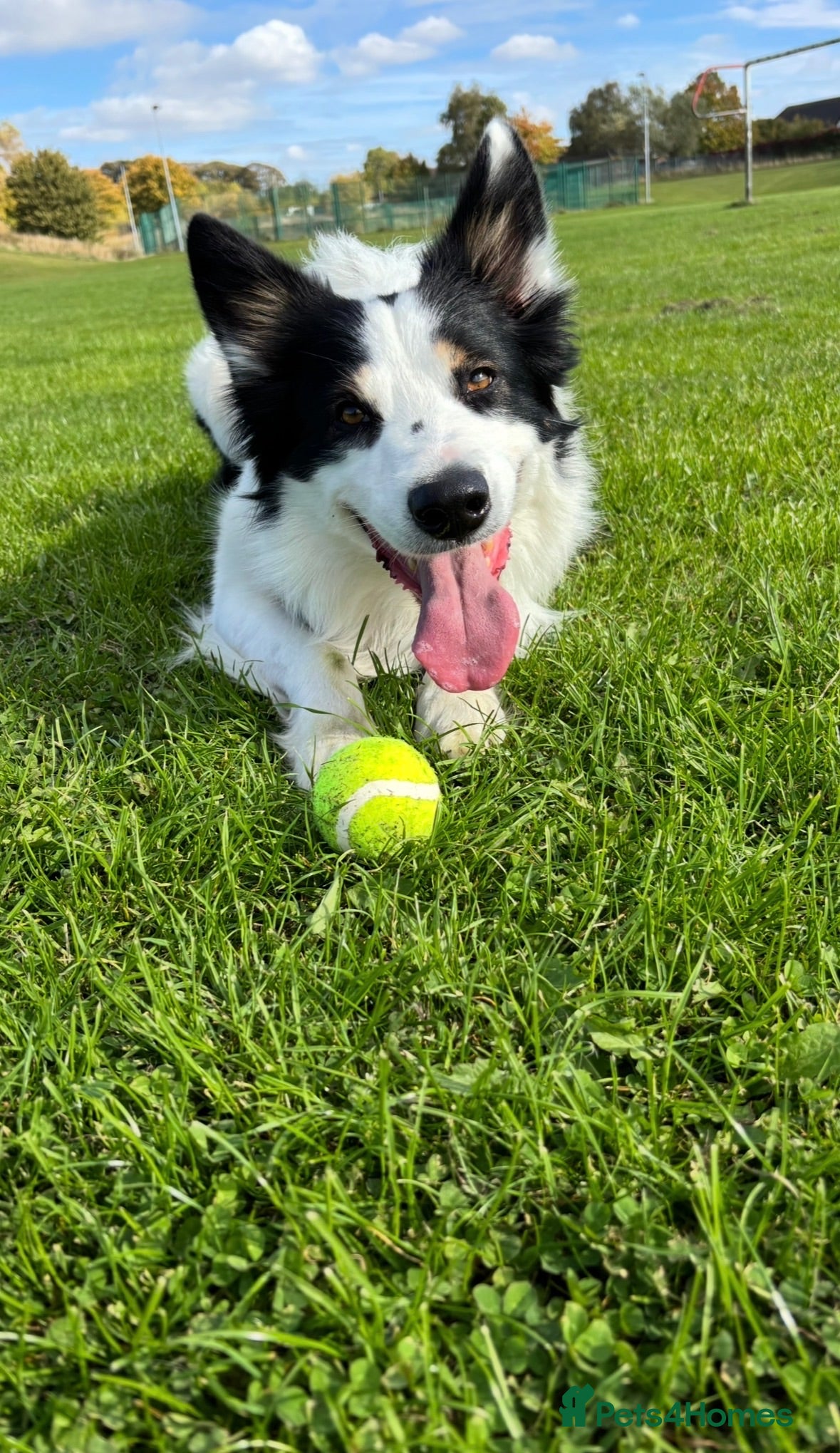Border Collie dogs Proven Border Collie Mix Stud - Advert 1