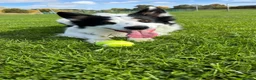 Border Collie dogs for stud: Proven Border Collie Mix Stud in Alfreton - Advert 1