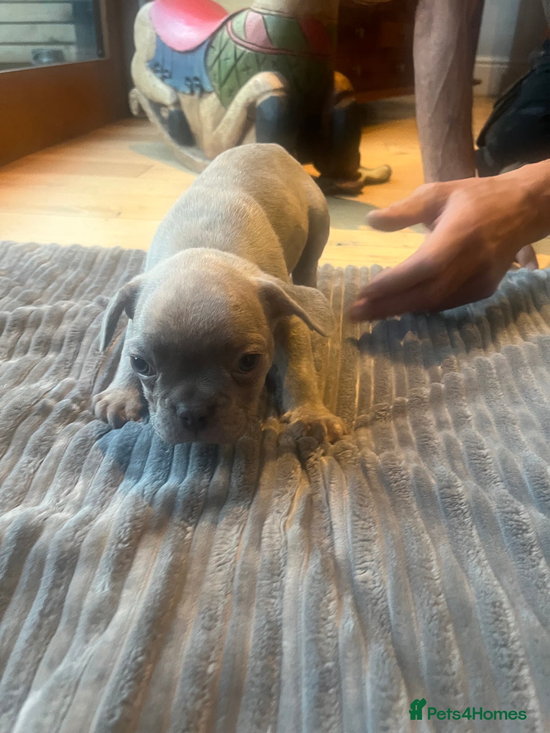 French Bulldog dogs for sale: French bull dog puppies  - Image 6