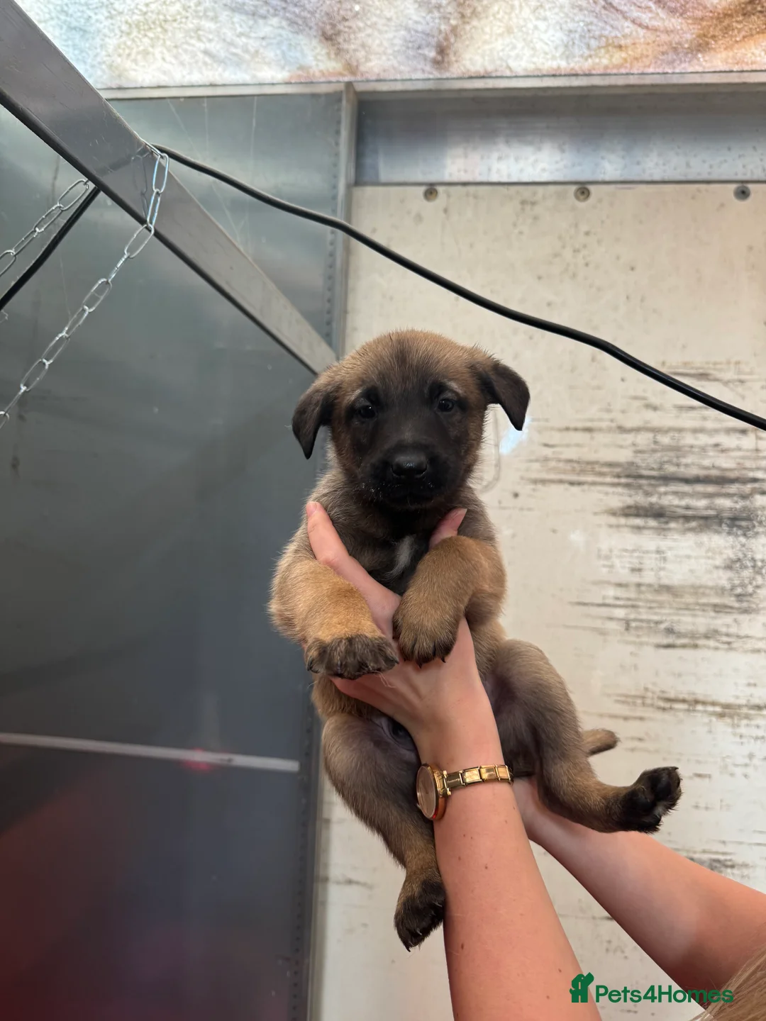 Belgian Shepherd Dog dogs for sale: Gorgeous Belgian Malinois Puppies - Advert 26