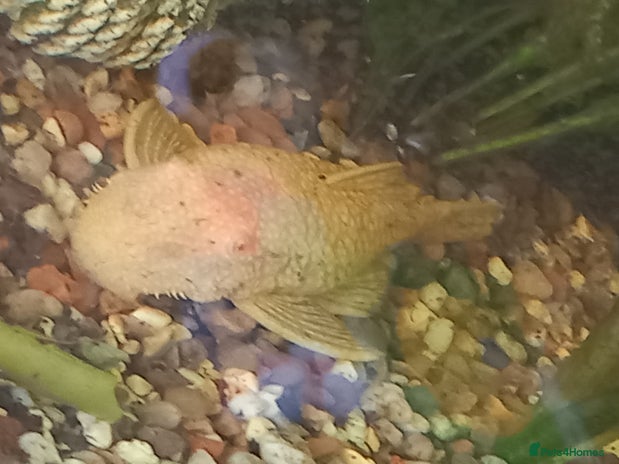 Plecos fish - Advert 13