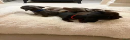 Miniature Dachshund dogs for sale: Miniature dachshunds  - Advert 17