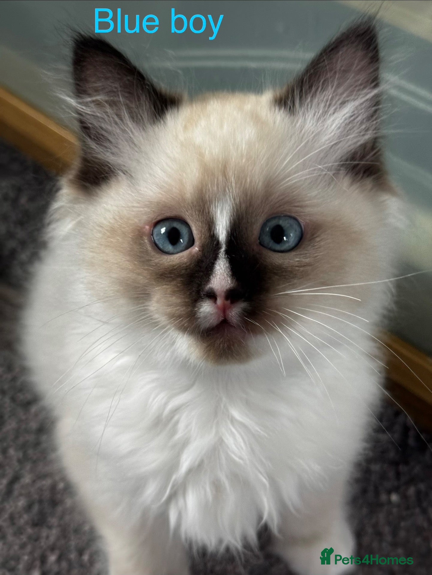 Ragdoll cats Gorgeous Ragdoll Boy with blaze! - Advert 12