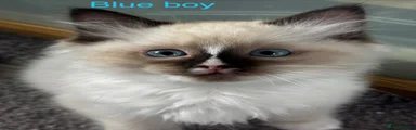Blue Boy