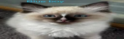 Ragdoll cats for sale: Gorgeous Ragdoll Kittens - Advert 11