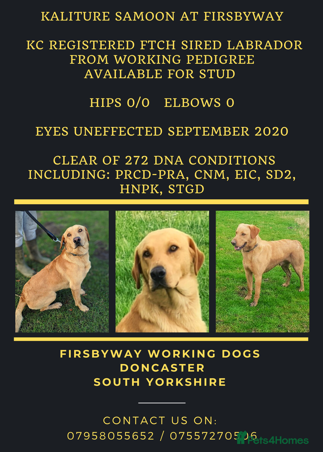Labrador Retriever dogs for sale: Working Pedigree Yellow Lab pups champion lines - Advert 2