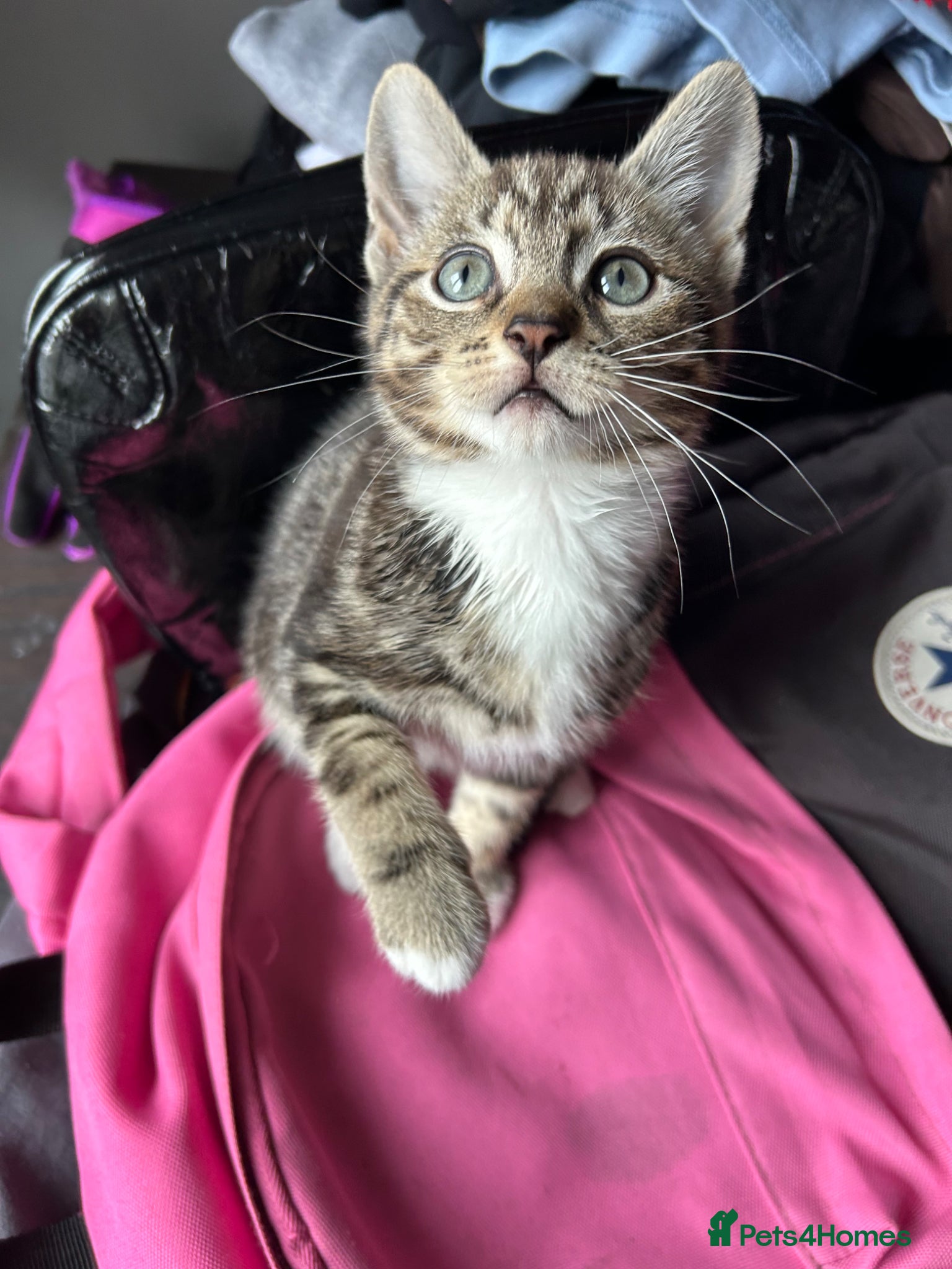 Mixed Breed cats STUNNING ABYSSINIAN X TAB URGENTLY NEEDING HOME🚨 - Advert 5