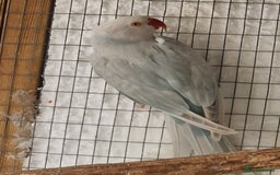 Ringnecks birds for sale: Adult Ringnecks - Image 2