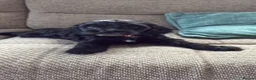 Cocker Spaniel dogs for sale: Last 2 Cocker Spaniel hybrid puppies  - Advert 4