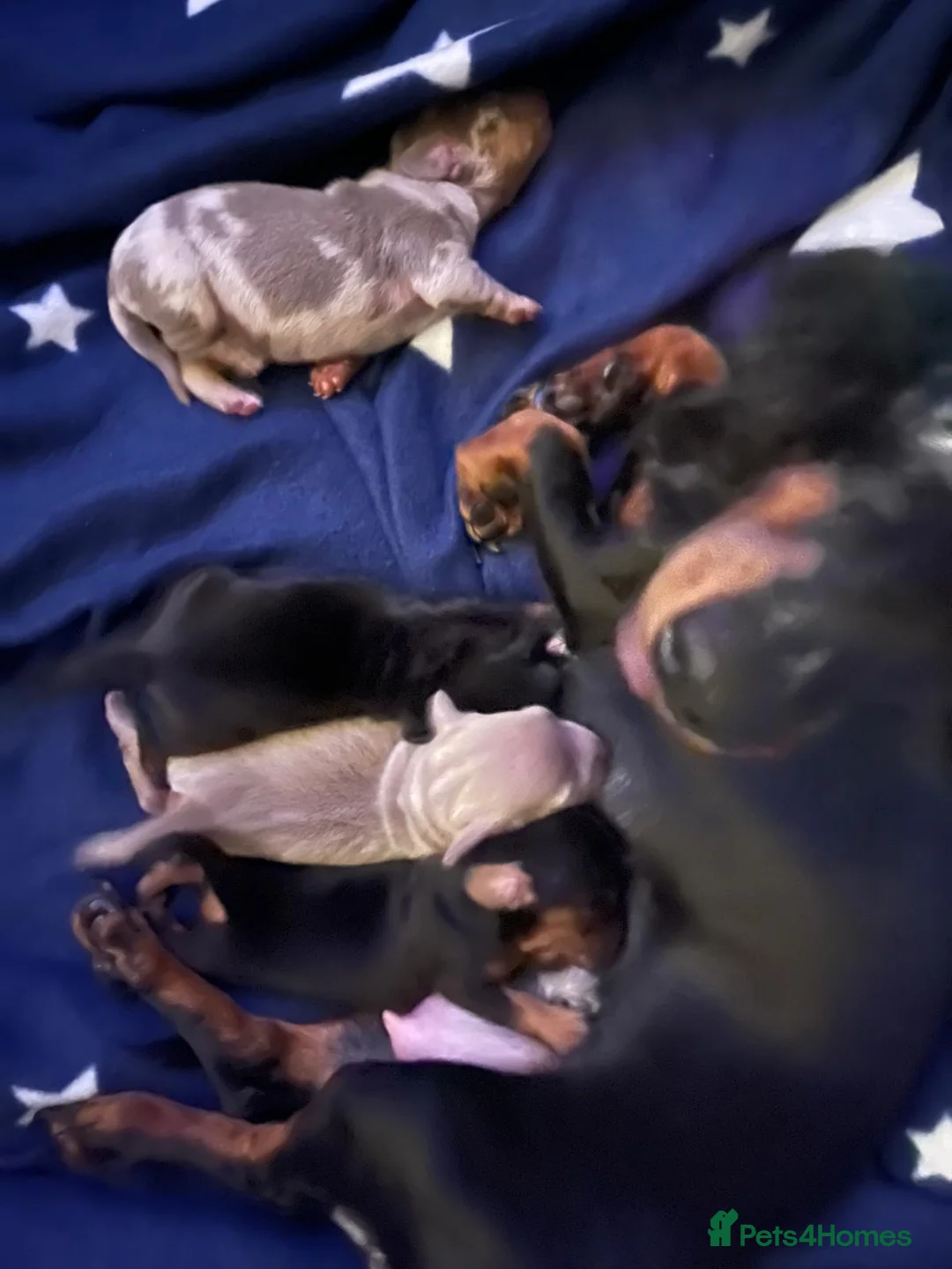 Miniature Dachshund dogs for sale: Miniature dachshund  - Advert 3