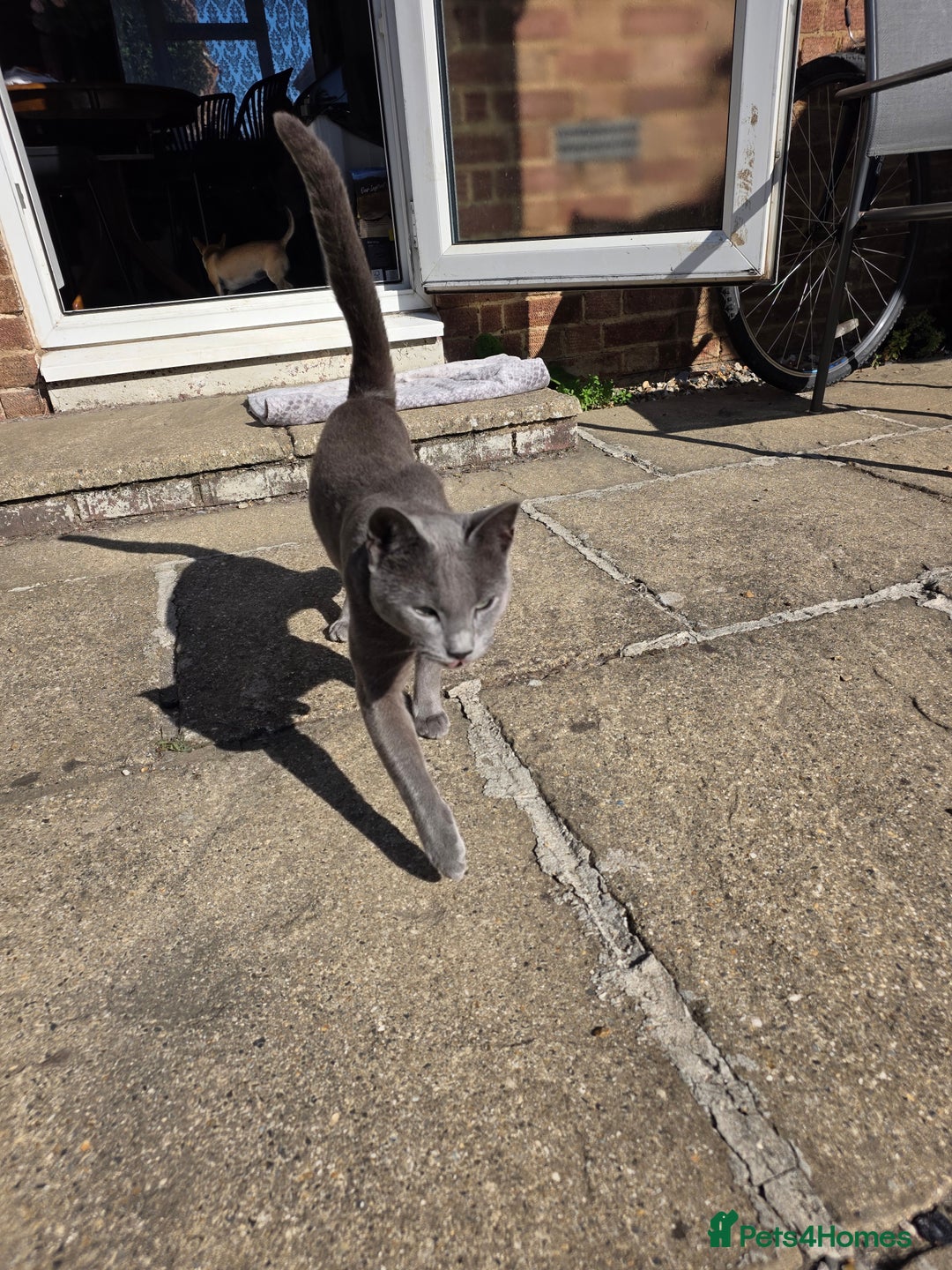 Russian Blue cats for sale: Amazing Russian Blue kitten looking for new home - Image 13