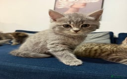 British Longhair cats for sale: British longhair X British Blue - Image 3