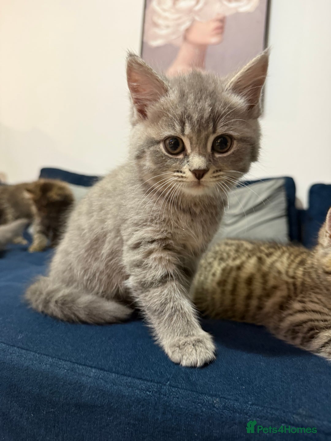 British Longhair cats for sale: British longhair X British Blue - Image 3