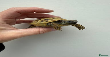 Hermann Tortoise reptiles - Advert 2