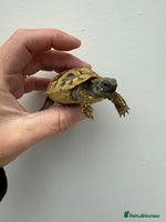 Hermann Tortoise reptiles Baby Hermanns tortoise and setup delivered to you - Advert 4