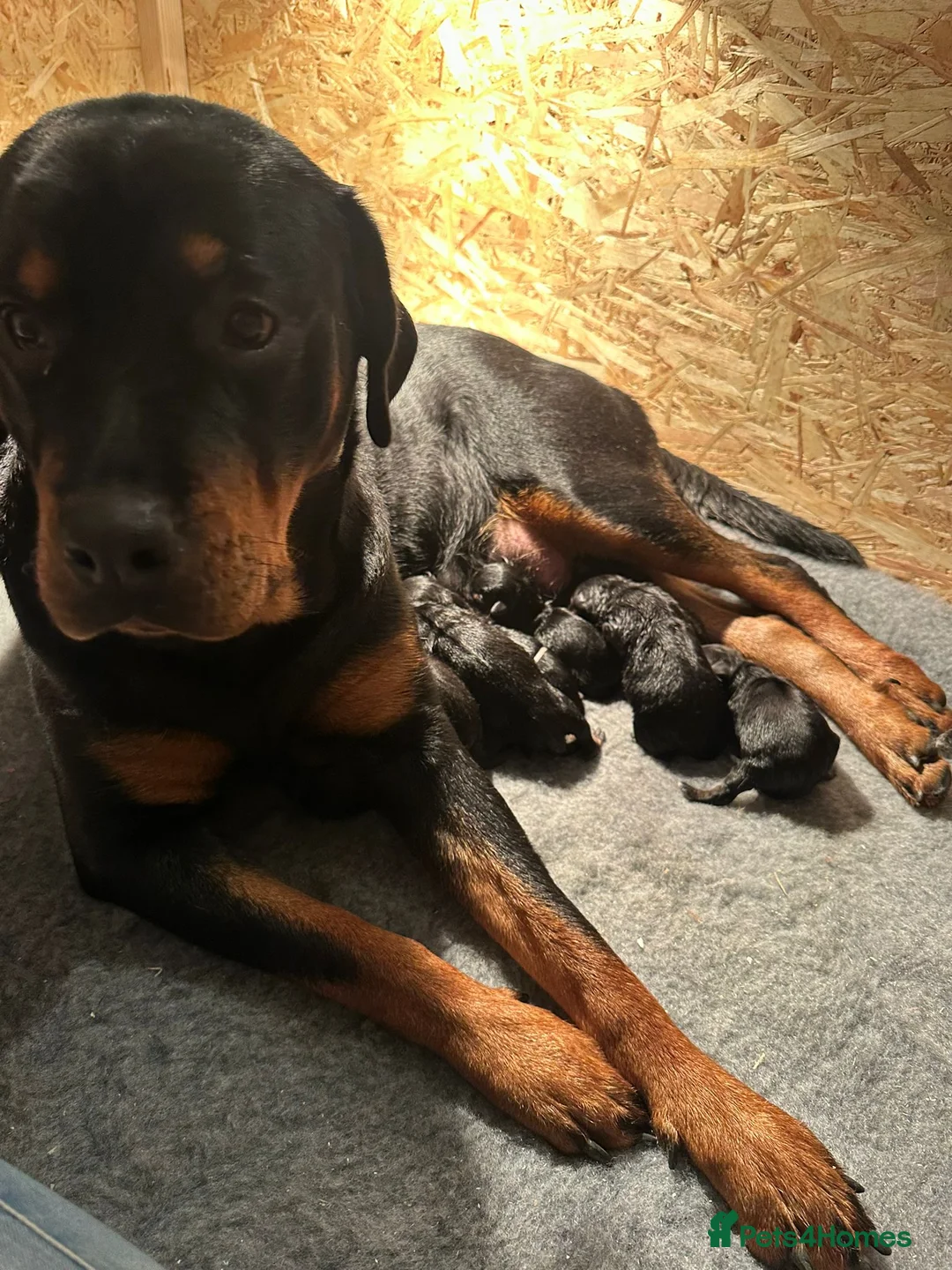 Rottweiler dogs for sale: Rottweiler male pup 10 weeks - Advert 2